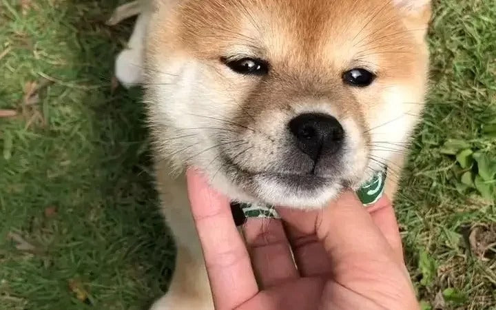 Reason Why You Should not Look into Your Dog's Eyes
