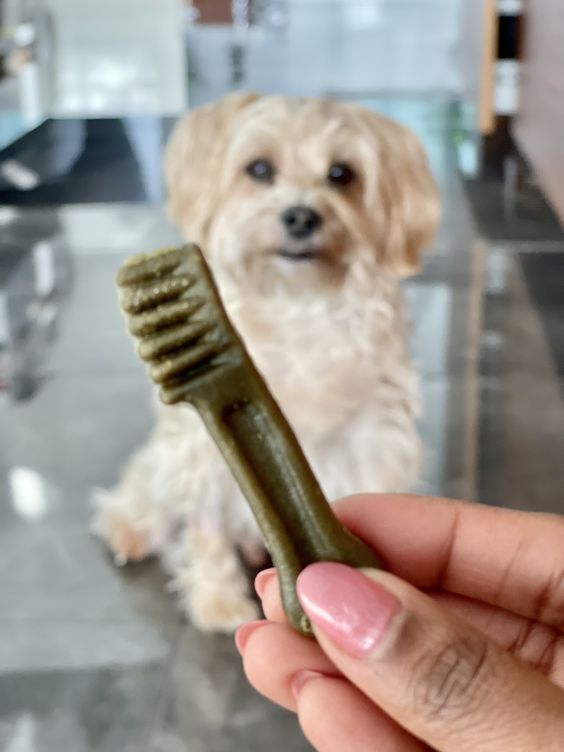 How to brush dogs teeth without toothbrush best sale