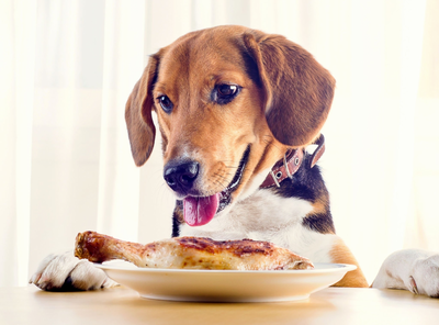 What is the Best Meat to Feed Dogs?