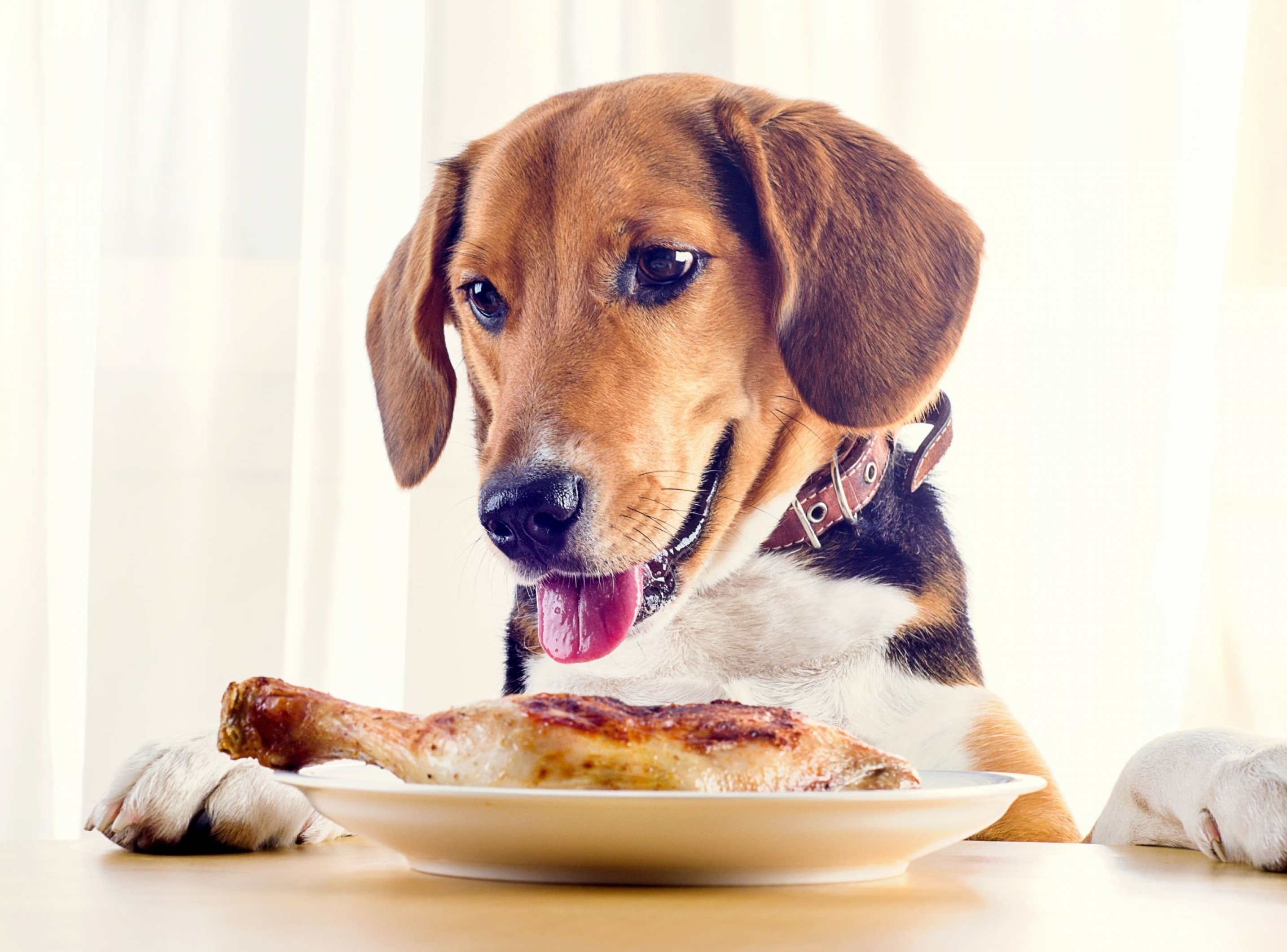 What is the Best Meat to Feed Dogs?
