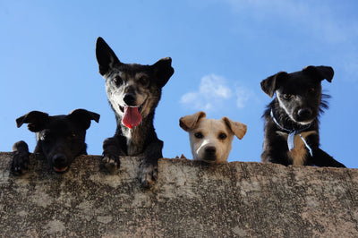 How To Switch Your Dog Food to a More Natural Food?
