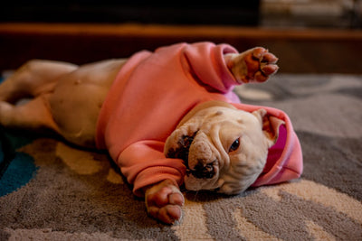 Why Do Dogs Take Their Food to the Carpet?