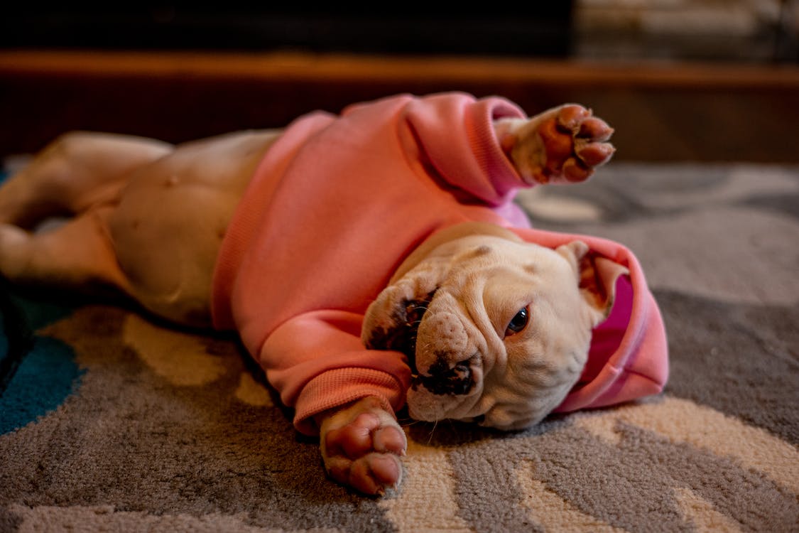 Why Do Dogs Take Their Food to the Carpet?