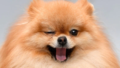 Can Dogs Have Food Coloring?