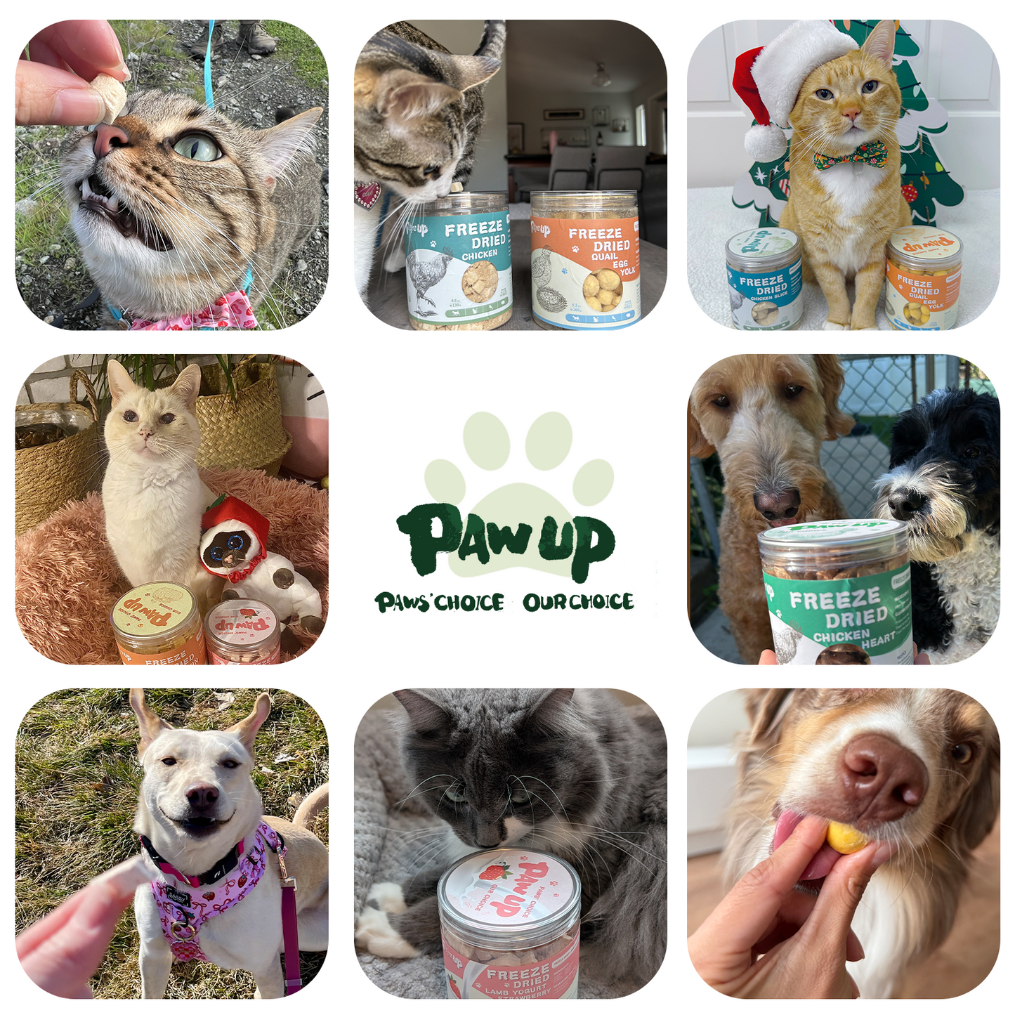 PAWUP Freeze Dried Green Lipped Mussels Dog Treats – Raw Single Ingredient Snacks for Joint & Hip Health, Rich in Omega-3, Grain Free, 3.5 oz