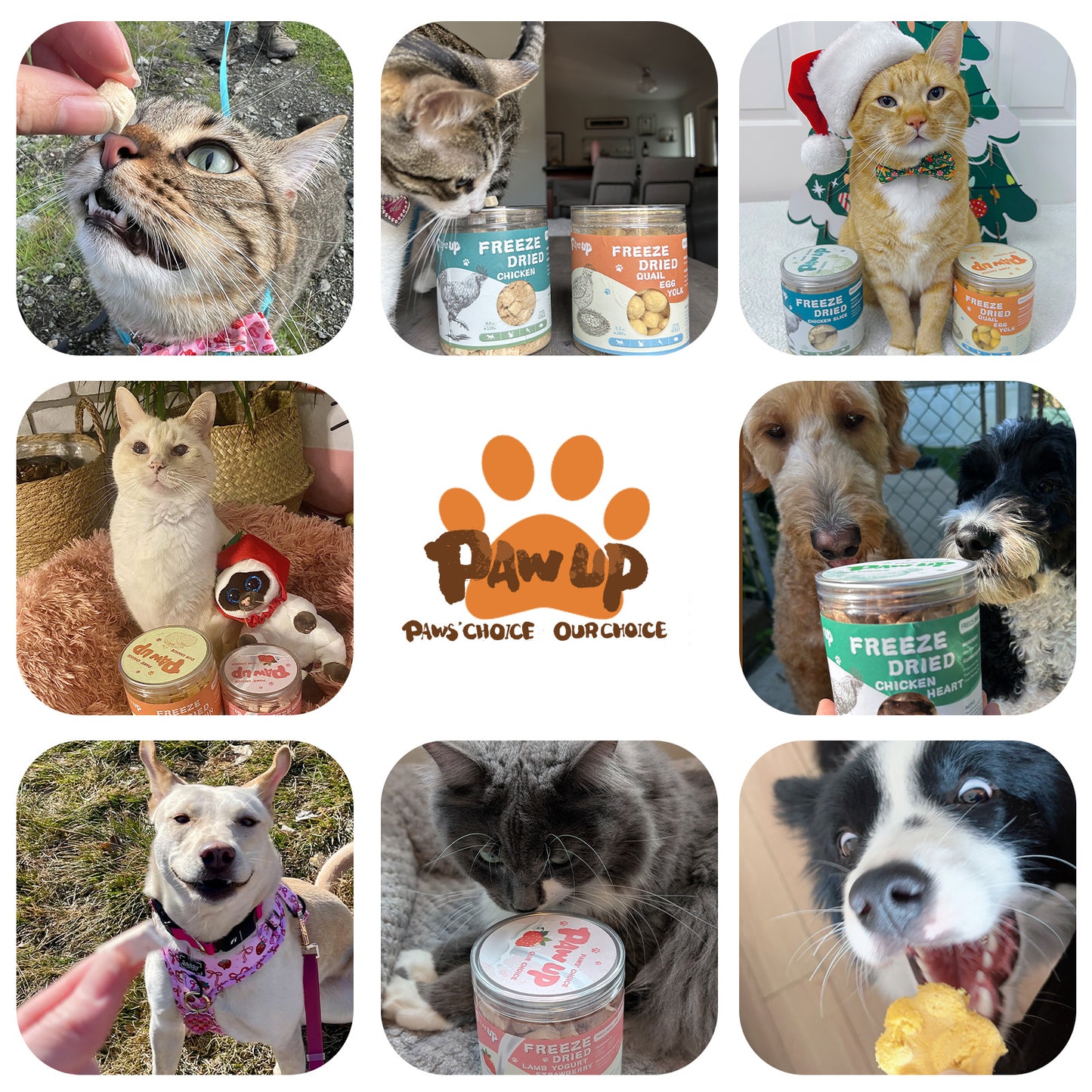 Freeze Dried Cat & Dog Treats, Natural Quail Egg Yolk, High Fiber Pumpkin Added, High-Protein Pet Snacks for Coat & Gut Health, 3.5 oz