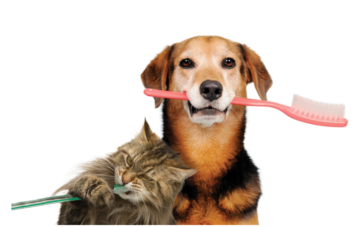 The Importance of Dental Health for Pets: A Comprehensive Guide