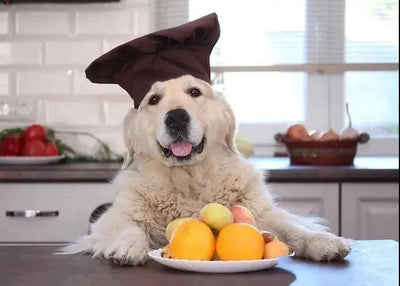 Indulging Your Dog with Desserts: A Cautionary Tale