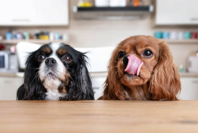 7 Ways To Exercise Your Dog's Brain with Paw-up Training Treats