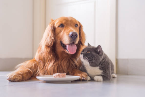 Overcoming Your Dog’s Picky Eating