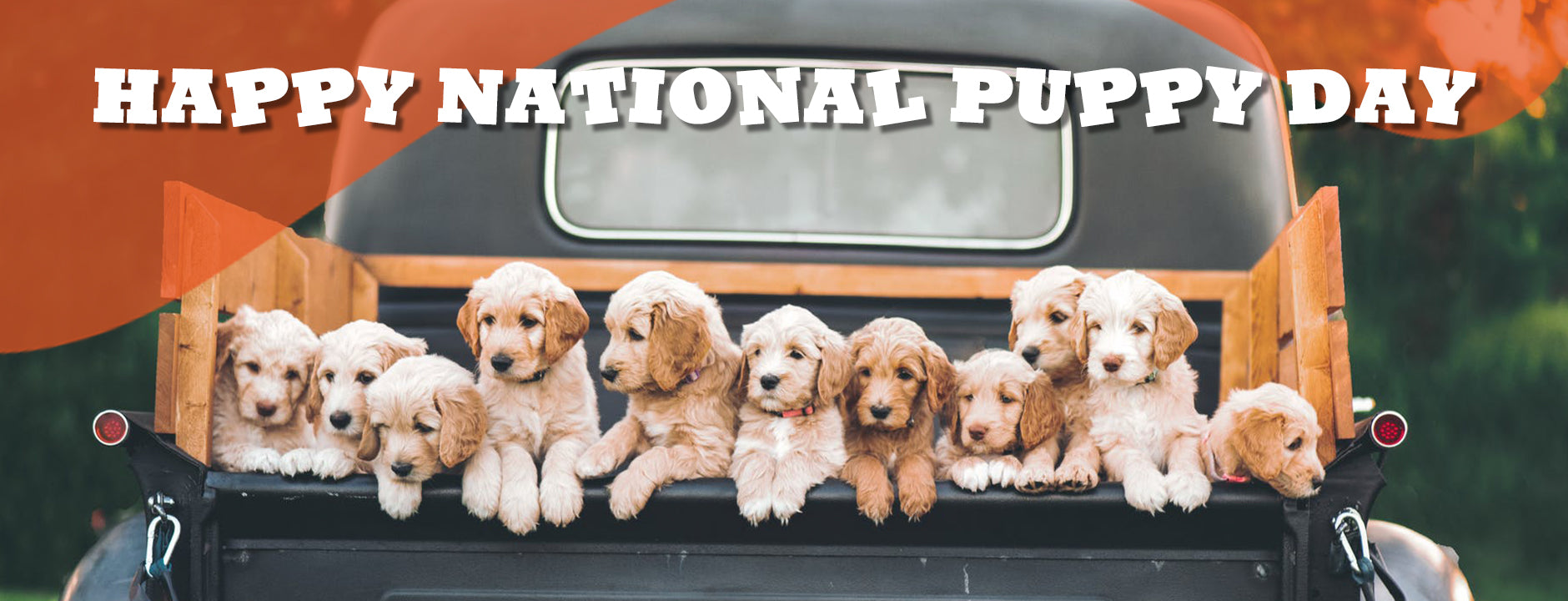 National Puppy Day – Remember, Adopt… Don’t Shop!