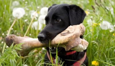 Raw Diet for dog: What you need to know