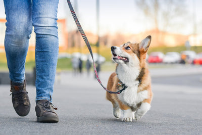 How Long Should You Walk Your Dog