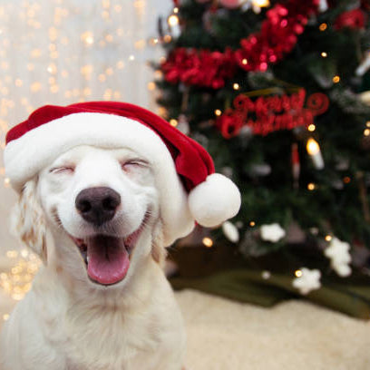 Let Your Pet Feel The Joy Of Christmas: A Detailed Guide