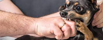 When Your Dog "Fake Bites" You, Be Aware that They're NOT Playing With You!