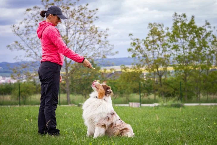 Boost Your Dog's Focus with These Useful Tips!