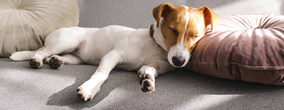 Hot Facts About Dog Sleeping