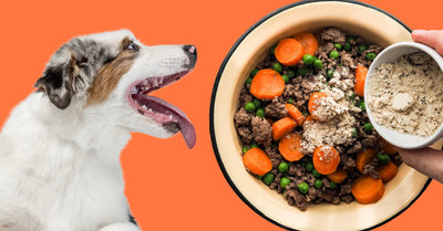 The Ultimate Guide to Homemade Dog Food