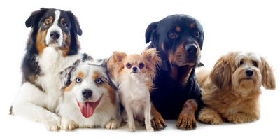 Four Tricks to Figure Out Your Dog's ''Dogsonality!''