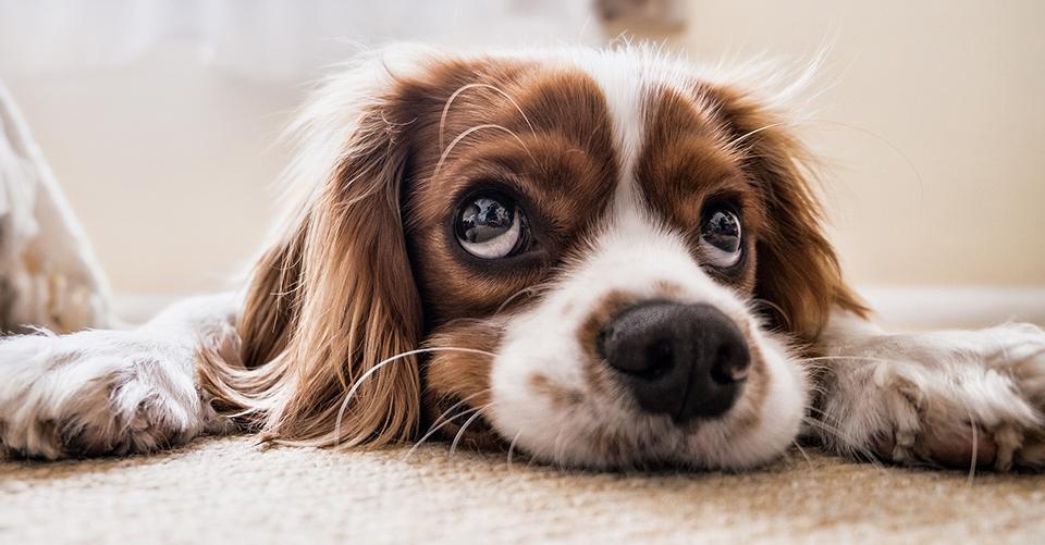 Being alone is really stressful for dogs, do you really know that?