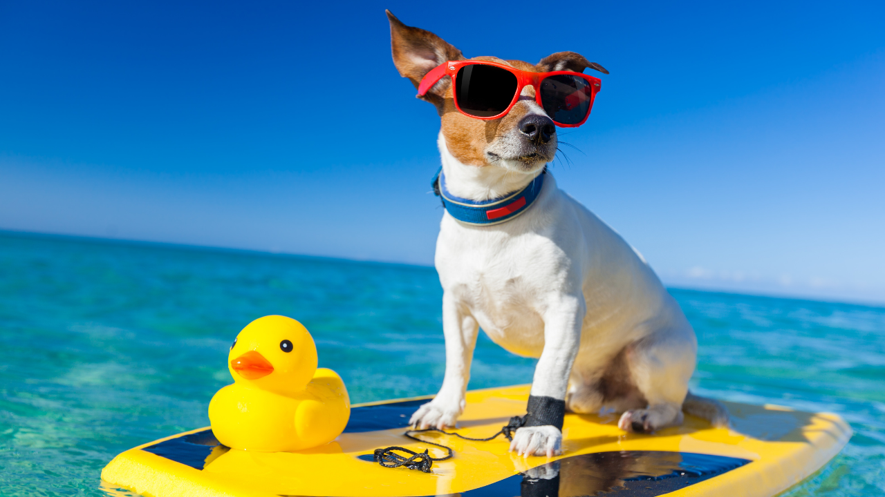Celebrating Dog Holidays: An Ode to Our Canine Companions