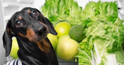 Boost Your Dog's Longevity with Lettuce