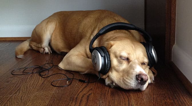 Dogs' favorite type of music 🎶 Did you know that ❓