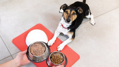 Common Mistakes to Avoid When Cooking Food for Your Pup