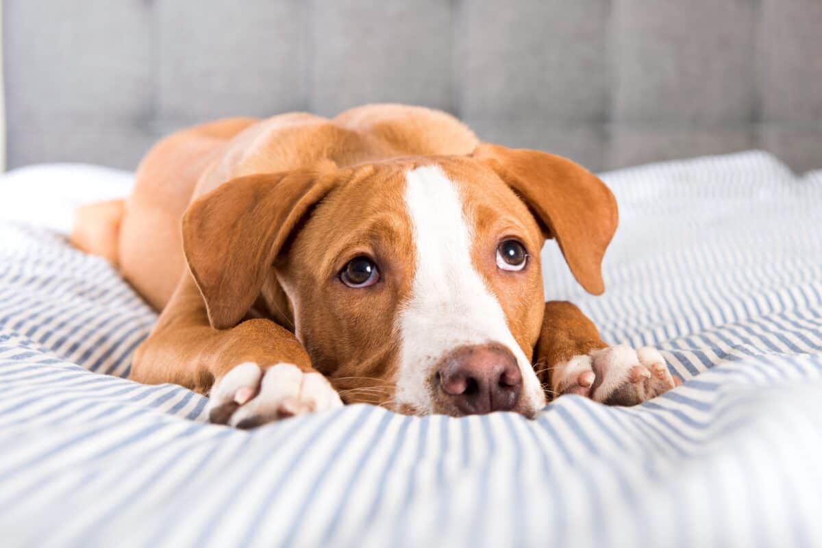 6 Reasons Why Dogs Have Canine Gastric Dilatation and How to Deal With It