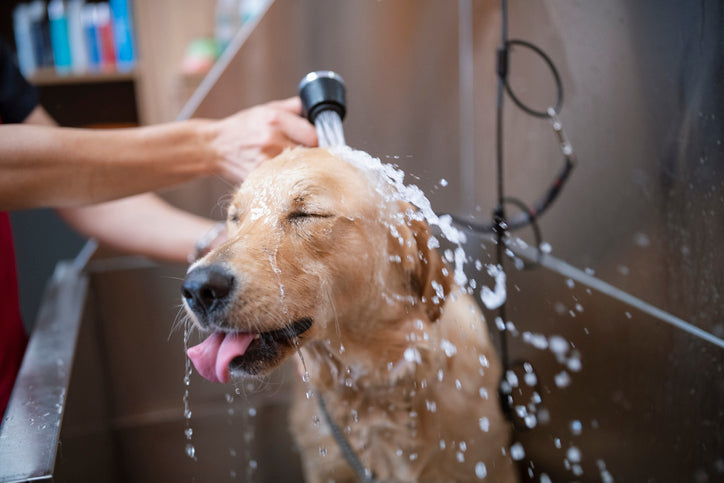 What You Need to Know about Grooming & Shower Your Dog