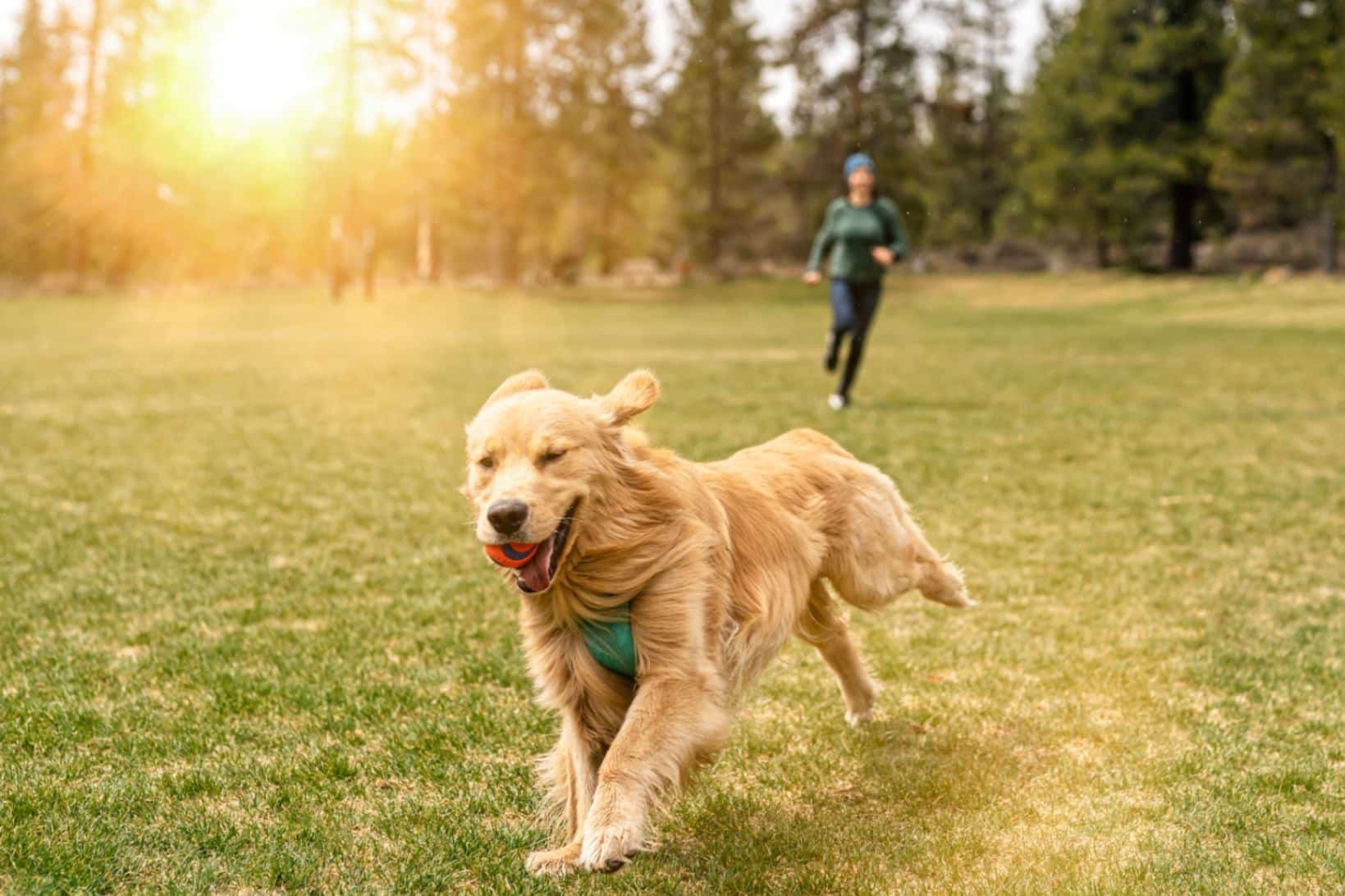 Avoid These 5 Dog Walking Mistakes