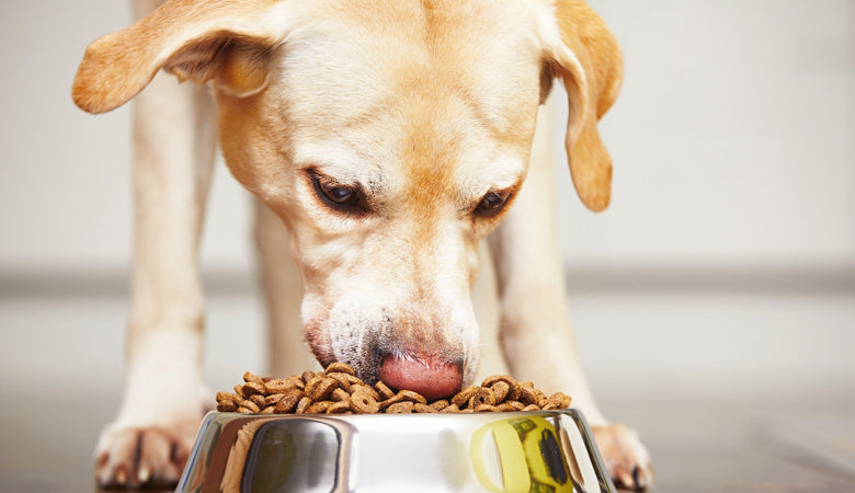 Guide to Homemade Dog Meals —— “The Forever Dog"