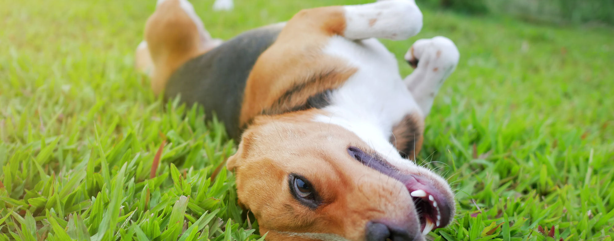 10 Ways to Keep Your Dog Happy and Satisfied