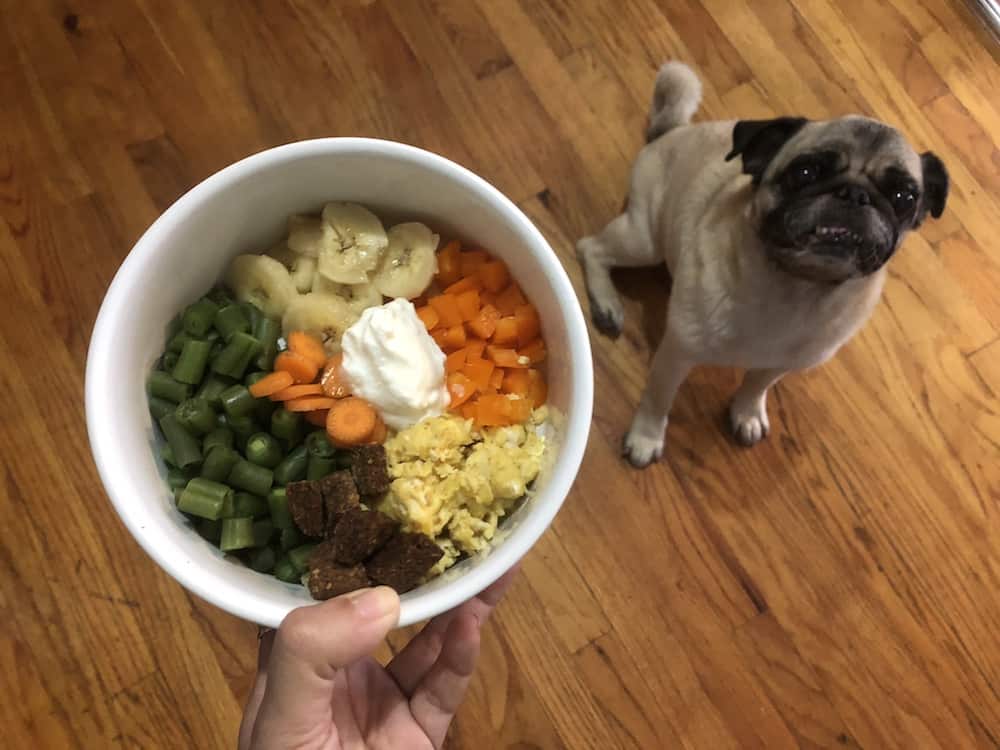 4 Mistakes in Cooking Dog Meals at Home 🥗