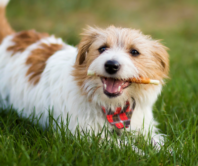 Healthy Snacks for Your Furry Friends: What Dogs Can Eat