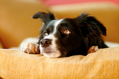 These 6 behaviors dogs think you are abandoning them