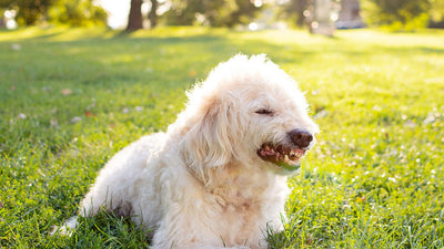 Is a dog making a low growl angry?