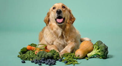 99% of Dog Parents Overlook These Fruit and Veggie Hacks