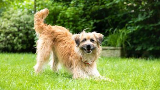 These Signs Shows that Your Puppy is Super Happy!