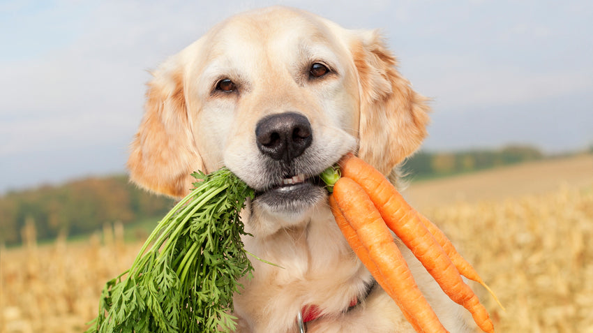 Become a Dog Food Pro with These Tips