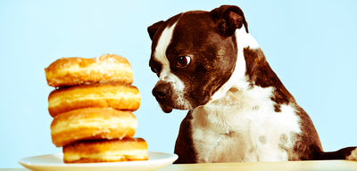 The Dog Foster Program - Highly Toxic Foods