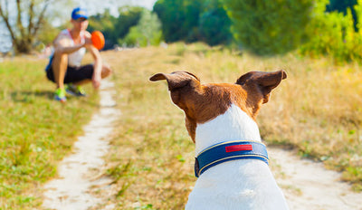 Do dogs really remember you all the time?