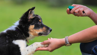 Checklist for your puppy’s socialization training