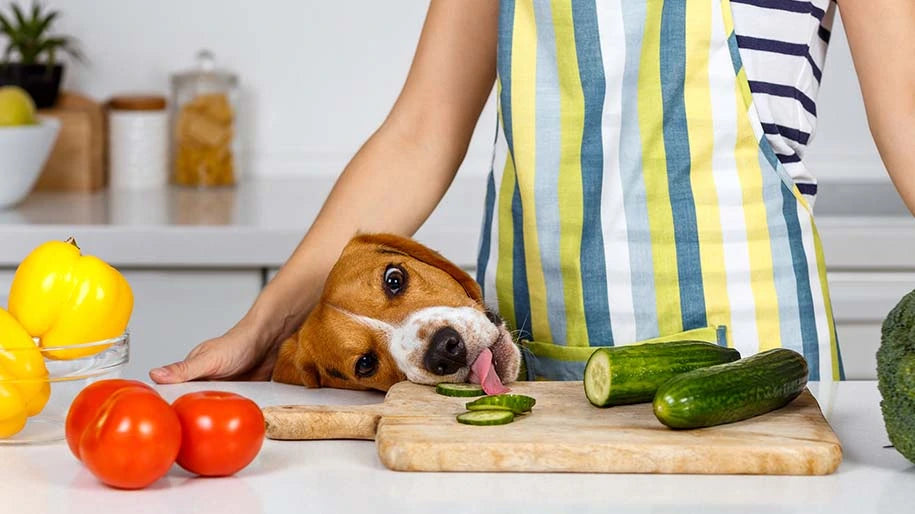 Is cucumber good for dogs best sale