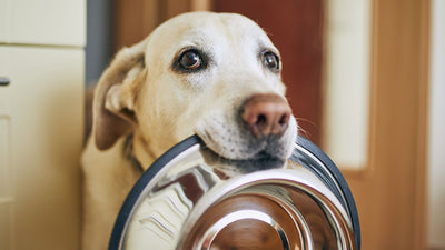 The Importance of a Balanced Diet for Pets: A Focus on Dogs