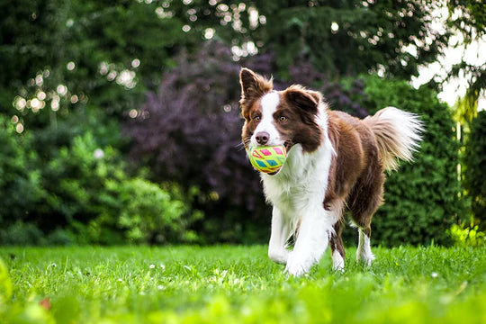 Premium pet treats