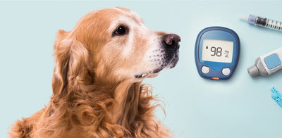 Pet Tip of the Day - Diabetes in Dogs