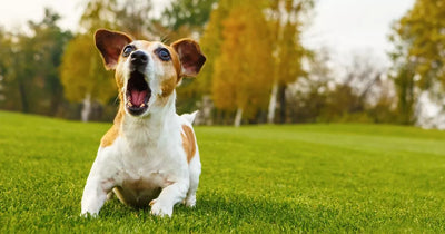 The Ultimate Guide to Understanding Your Dog's Barking