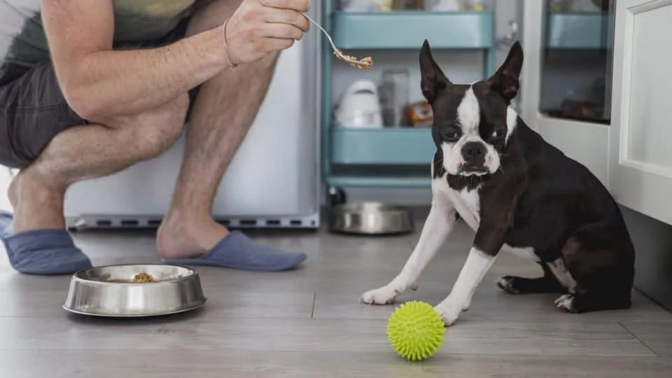 Master Dog Food Refusal Training