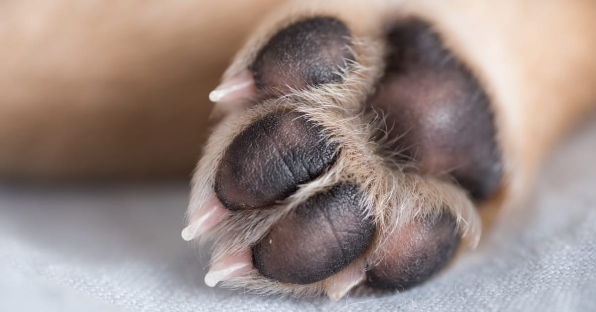 Why Your Dog's Feet Are Super Important: Keeping Them Healthy